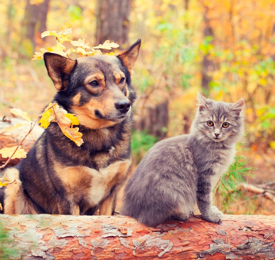 A dog and a cat sitting on a fallen tree trunk in an autumn forest - Cass County Veterinary Clinic