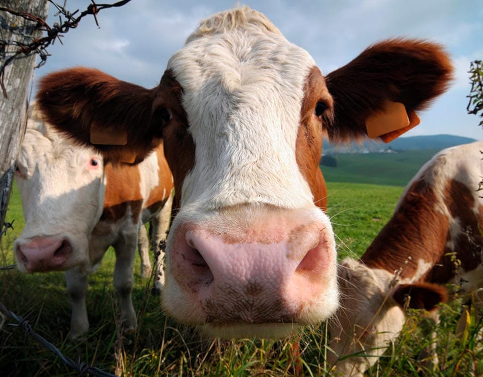 A brown and white cow with ear tags stands near a barbed wire fence, with other cows grazing in a green pasture. - Cass County Veterinary Clinic